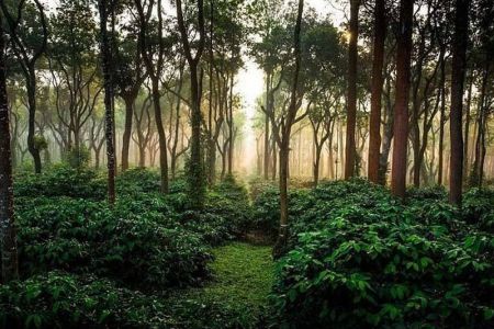 Coorg, Karnataka